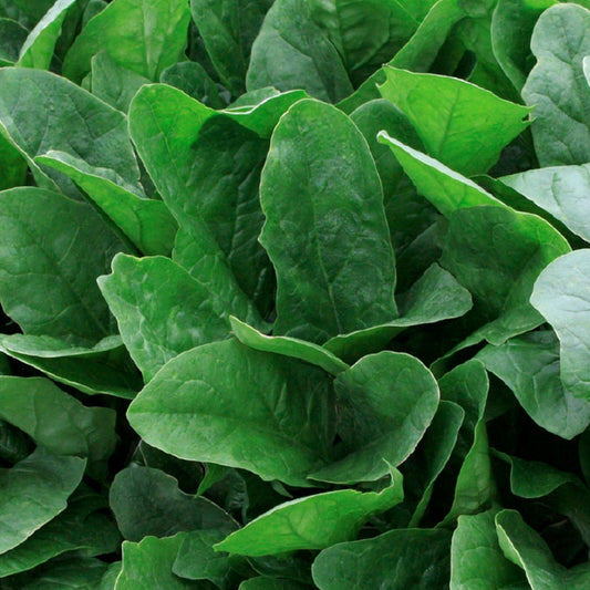 Close-up of Imperial Star hybrid spinach leaves showing smooth, medium green texture.