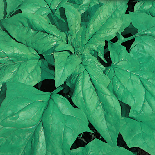 A close-up image of healthy green spinach leaves.