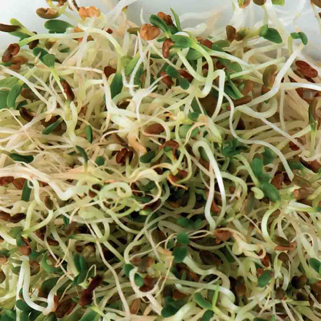Green and White Alfalfa Sprouts from McKenzie Seeds