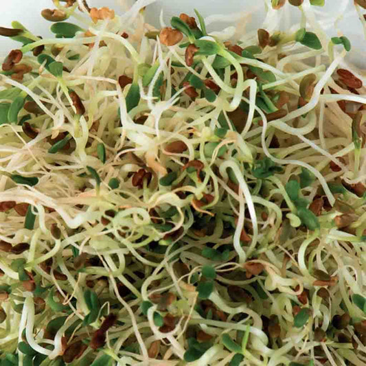 Green and White Alfalfa Sprouts from McKenzie Seeds