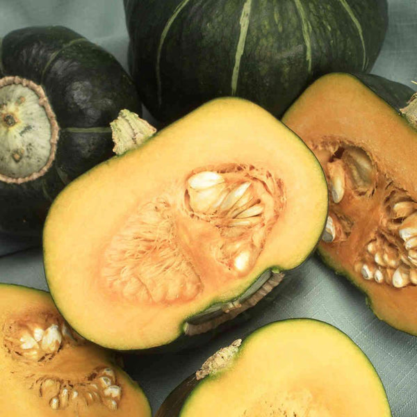 buttercup Buy Squash Buttercup Seed Online | McKenzie Seeds