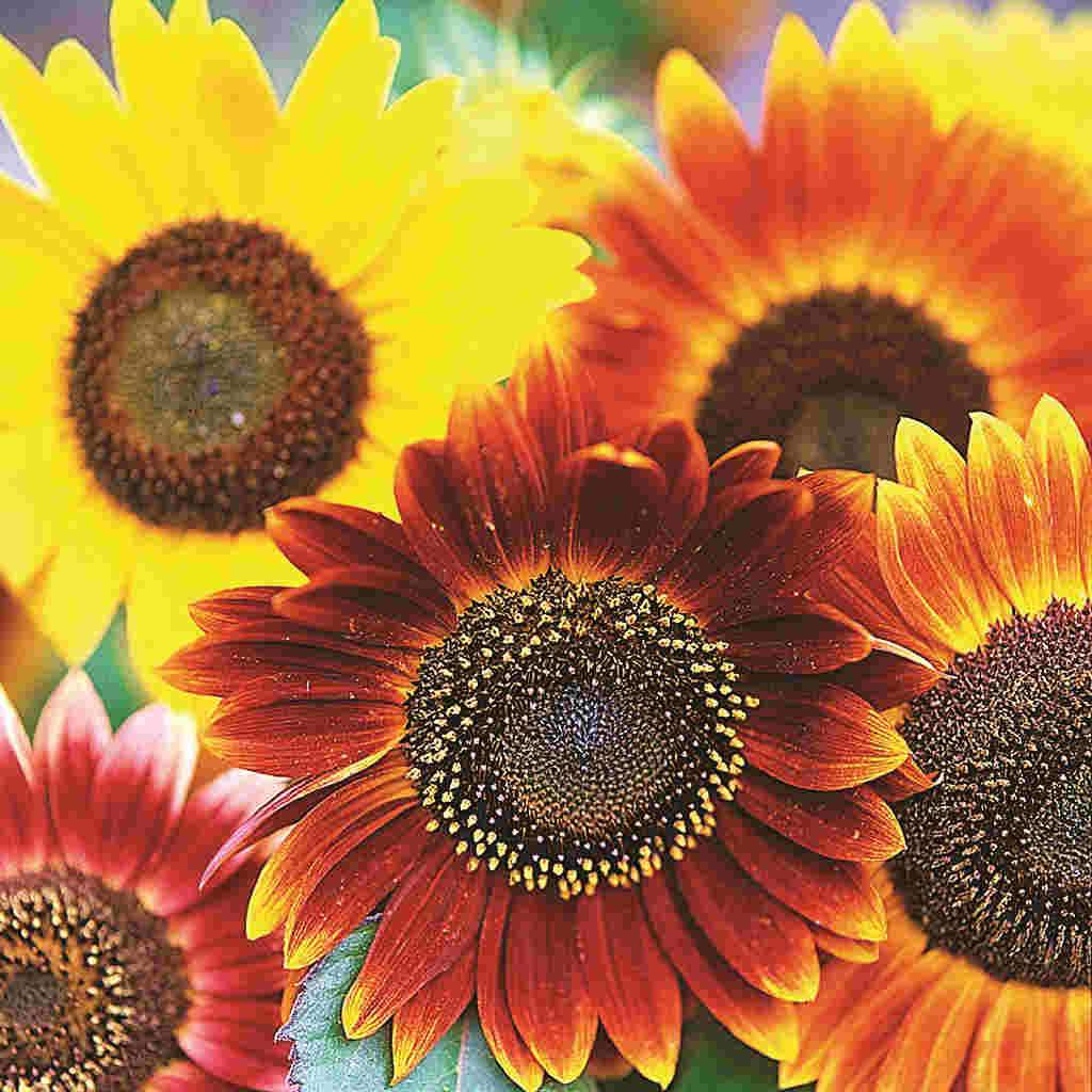 Sunflower Autumn Beauty