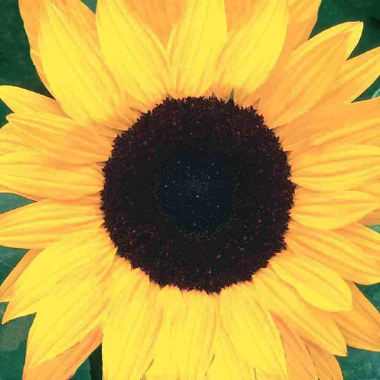 Sunflower Black Mammoth Organic