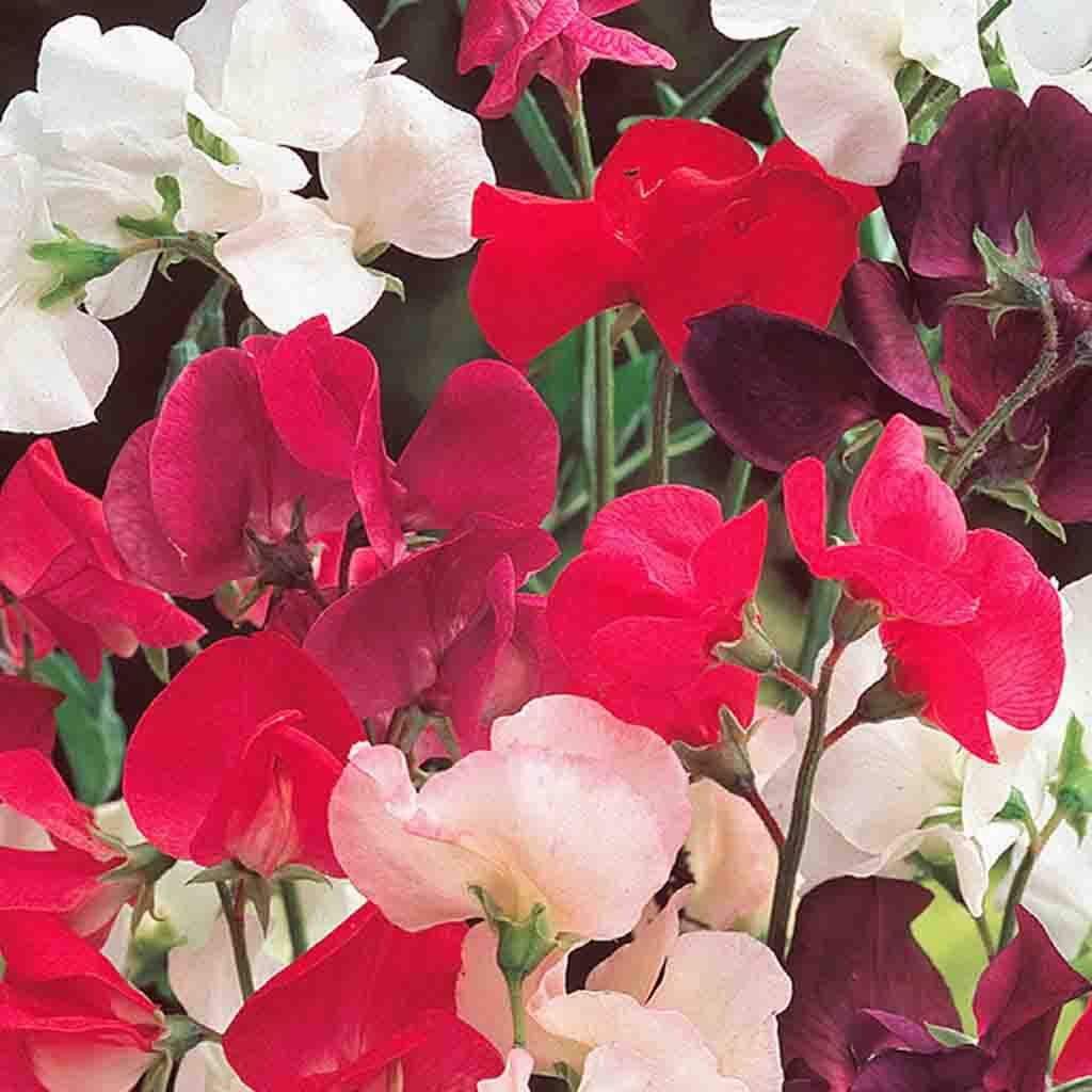 Sweet Pea Seeds, Knee Hi Jumbo Pack – McKenzie Seeds