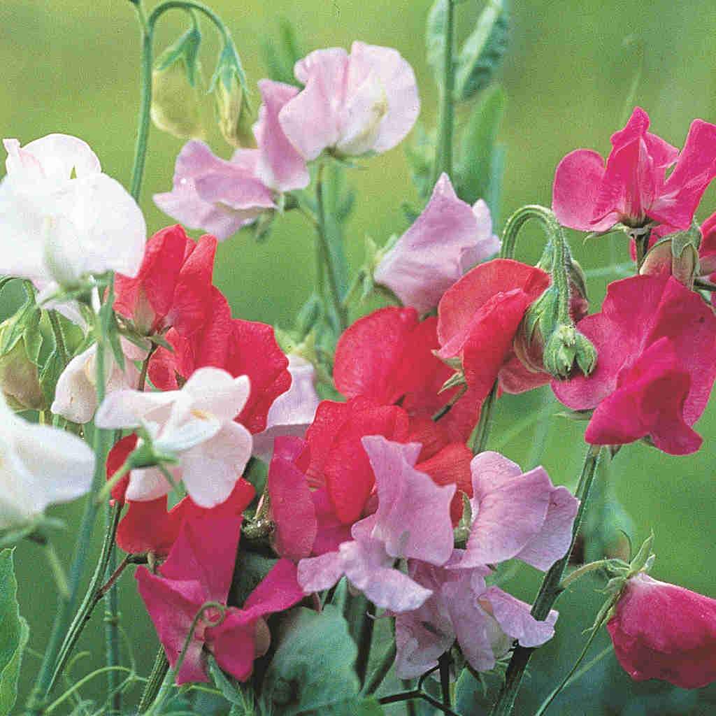 Jumbo Sweet Pea Royal Family Mixed