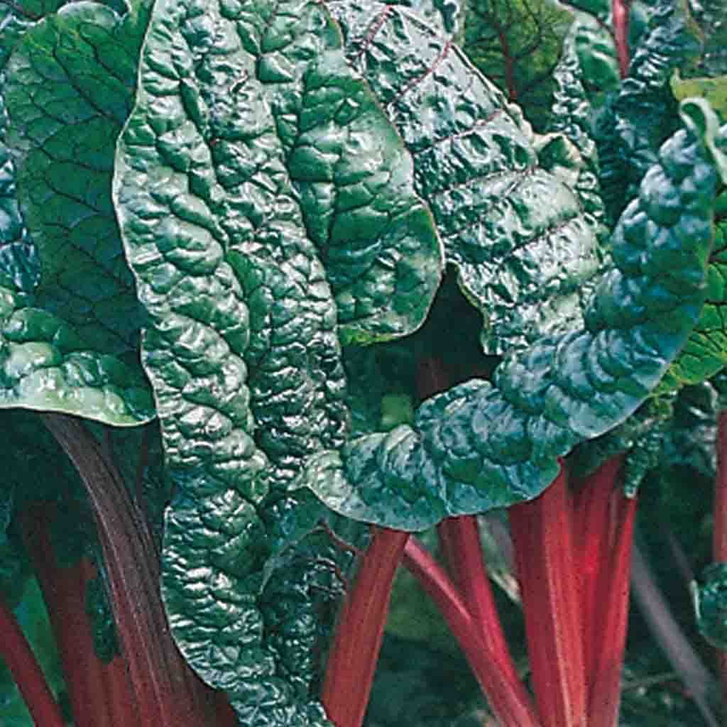 Swiss Chard Rhubarb