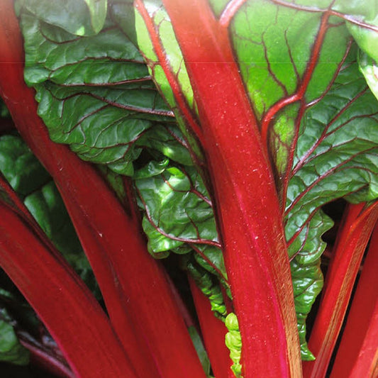 Close-up of Ruby Red Swiss Chard leaves showing bright red-veined dark green leaves.