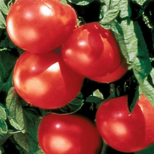 Tomato Bonny Best