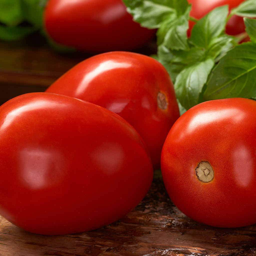 Buy Tomato Roma VF Seeds Online | McKenzie Seeds
