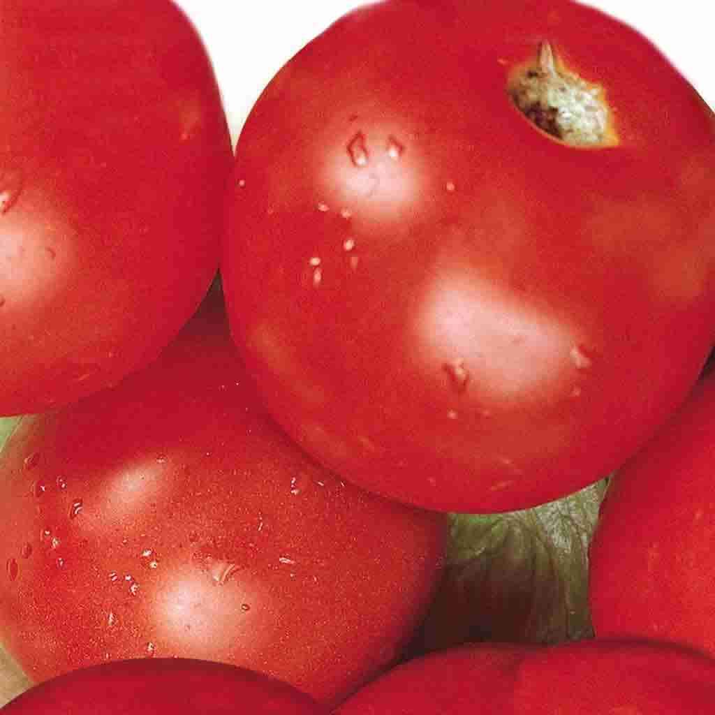 Tomato Sub Arctic Plenty