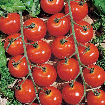 Organic Tomato Sweetie