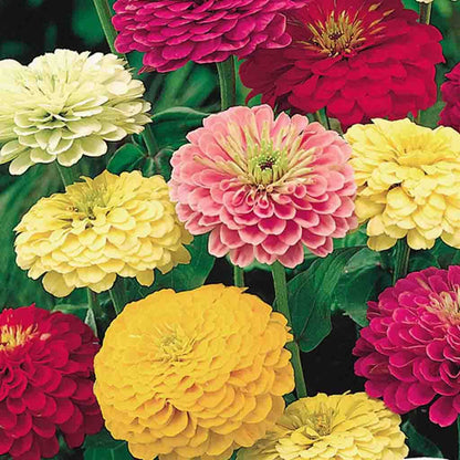 Zinnia State Fair Tetra Flowered (Jumbo Pack)