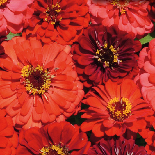 A close-up of Zinnia flowers bloom in shades of red and pink with yellow centers.