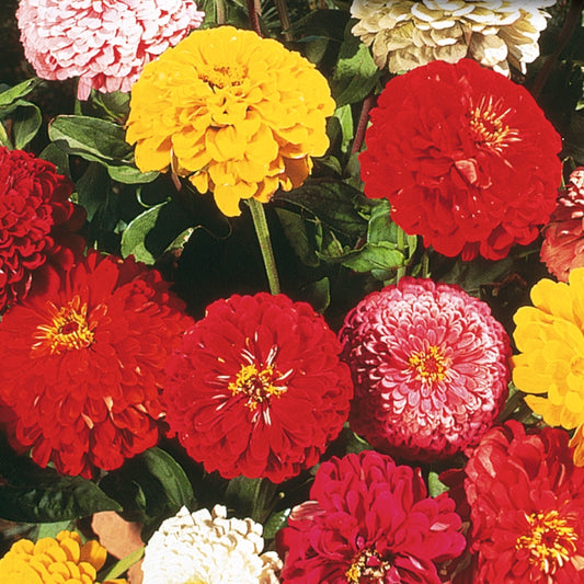 A variety of Zinnia flowers in bloom, showing vibrant colors including red, yellow, and pink.