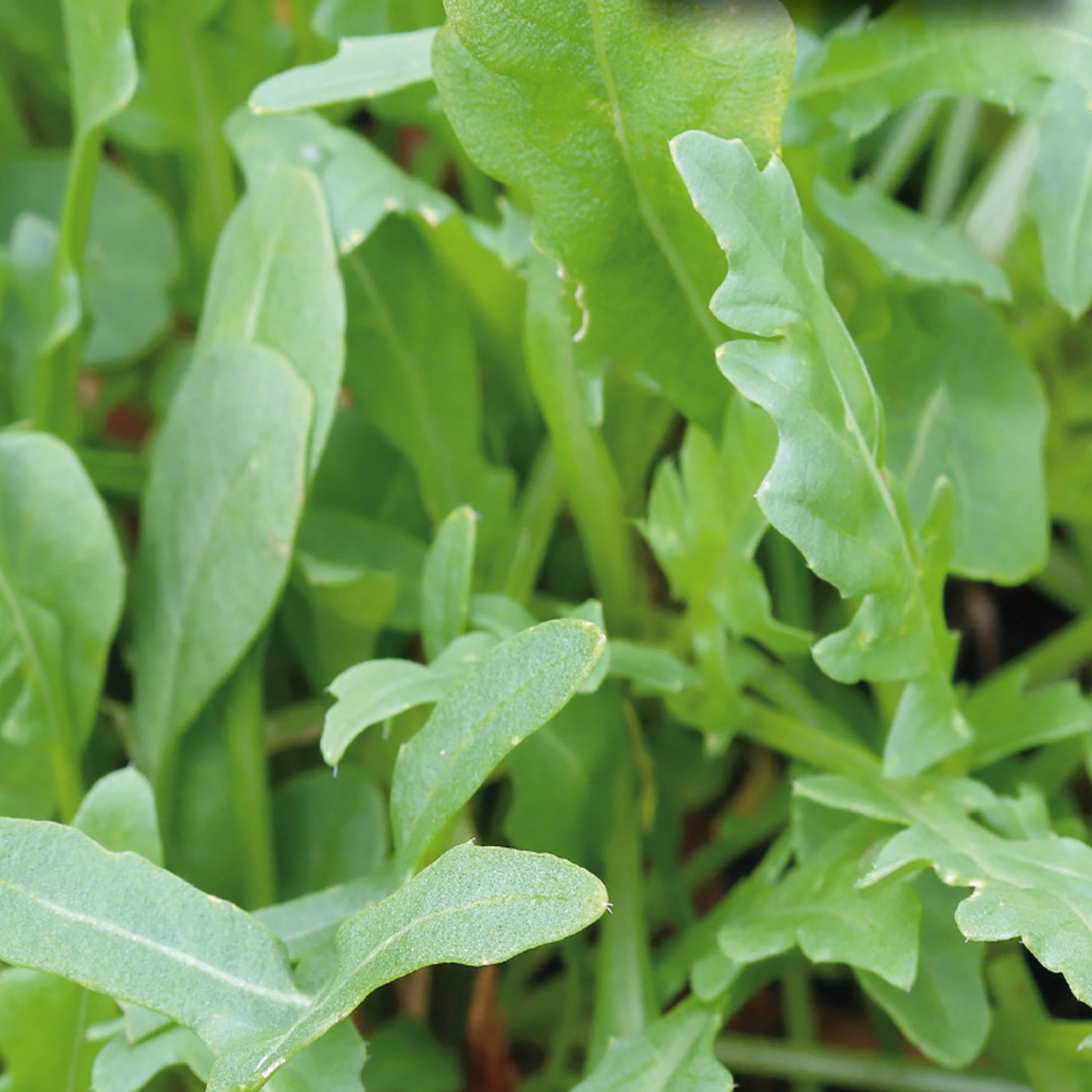 Arugula Seeds, Wild