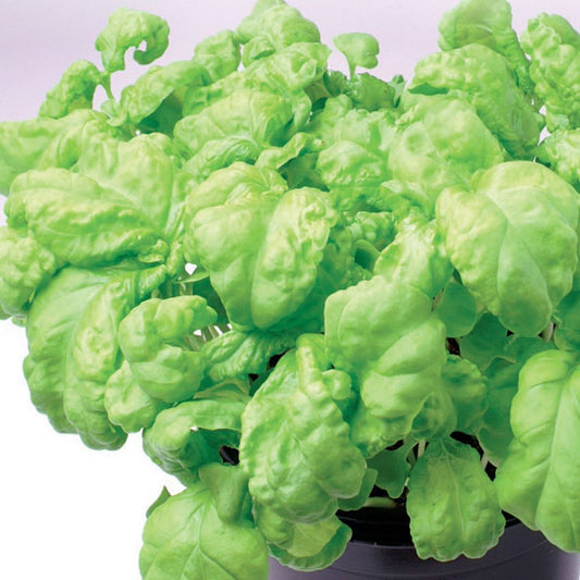 A bright green patch of Basil Lettuce Leaf from McKenzie Seeds
