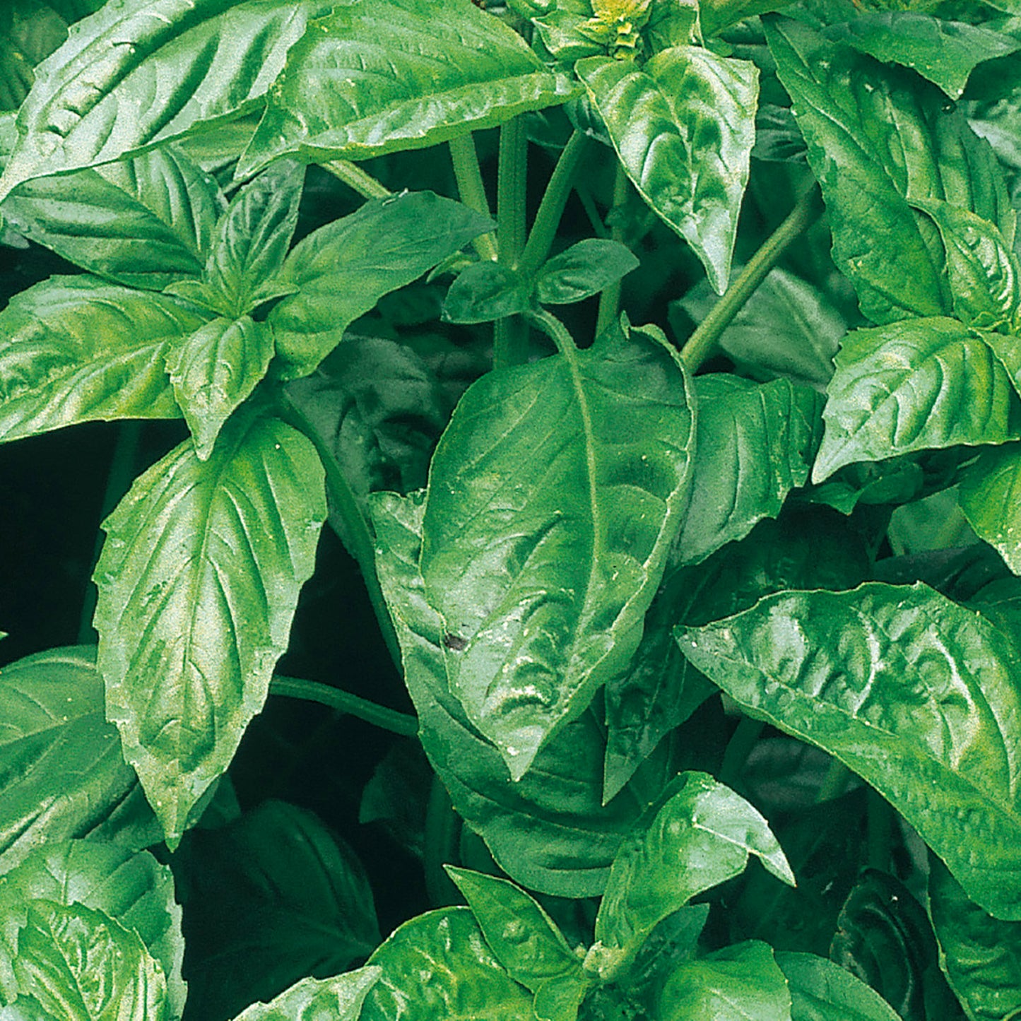 cinnamon basil plant Buy Basil Cinnamon Herb Seed Online