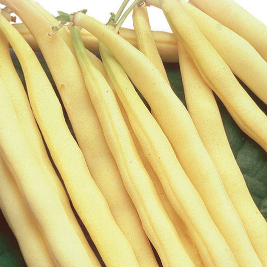 An array of Bean Kentucky Wonder Wax (Pole) Vegetables from McKenzie Seeds