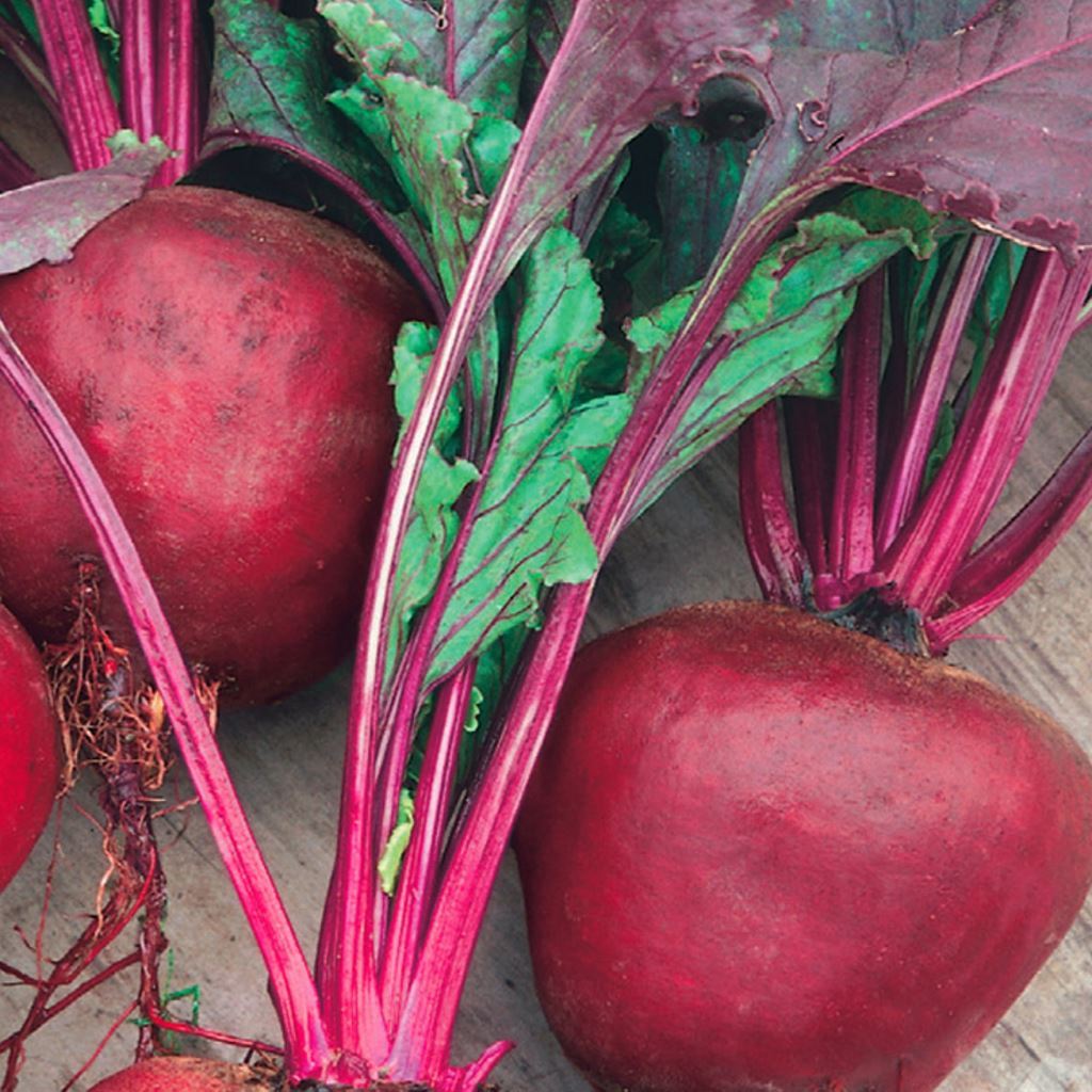 A glowing red bunch of McKenzie Seeds Beet Green Top Bunching Organic Vegetables