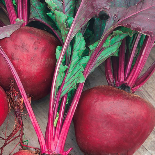 A glowing red bunch of McKenzie Seeds Beet Green Top Bunching Organic Vegetables