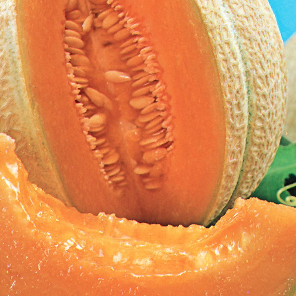 A beautiful ripe Cantaloupe Hearts of Gold Organic Vegetable from McKenzie Seeds