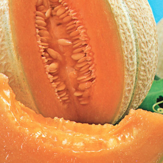 A beautiful ripe Cantaloupe Hearts of Gold Organic Vegetable from McKenzie Seeds
