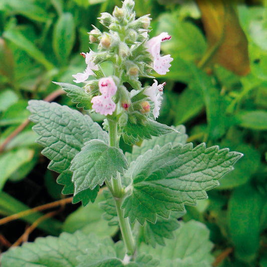 A catnip plant with green leaves and pinkish-white flowers.