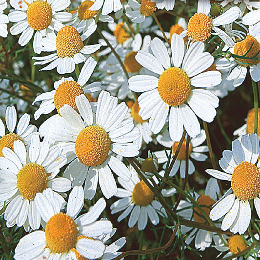 A close-up image of Chamomile flowers with yellow centers and white ray petals.
