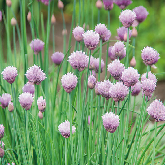 An image showing Chives herb with green grass-like leaves and purple flower blooms.