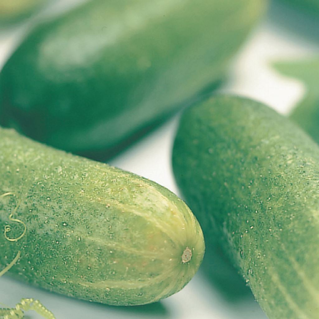 Organic Cucumber Seeds, Muncher