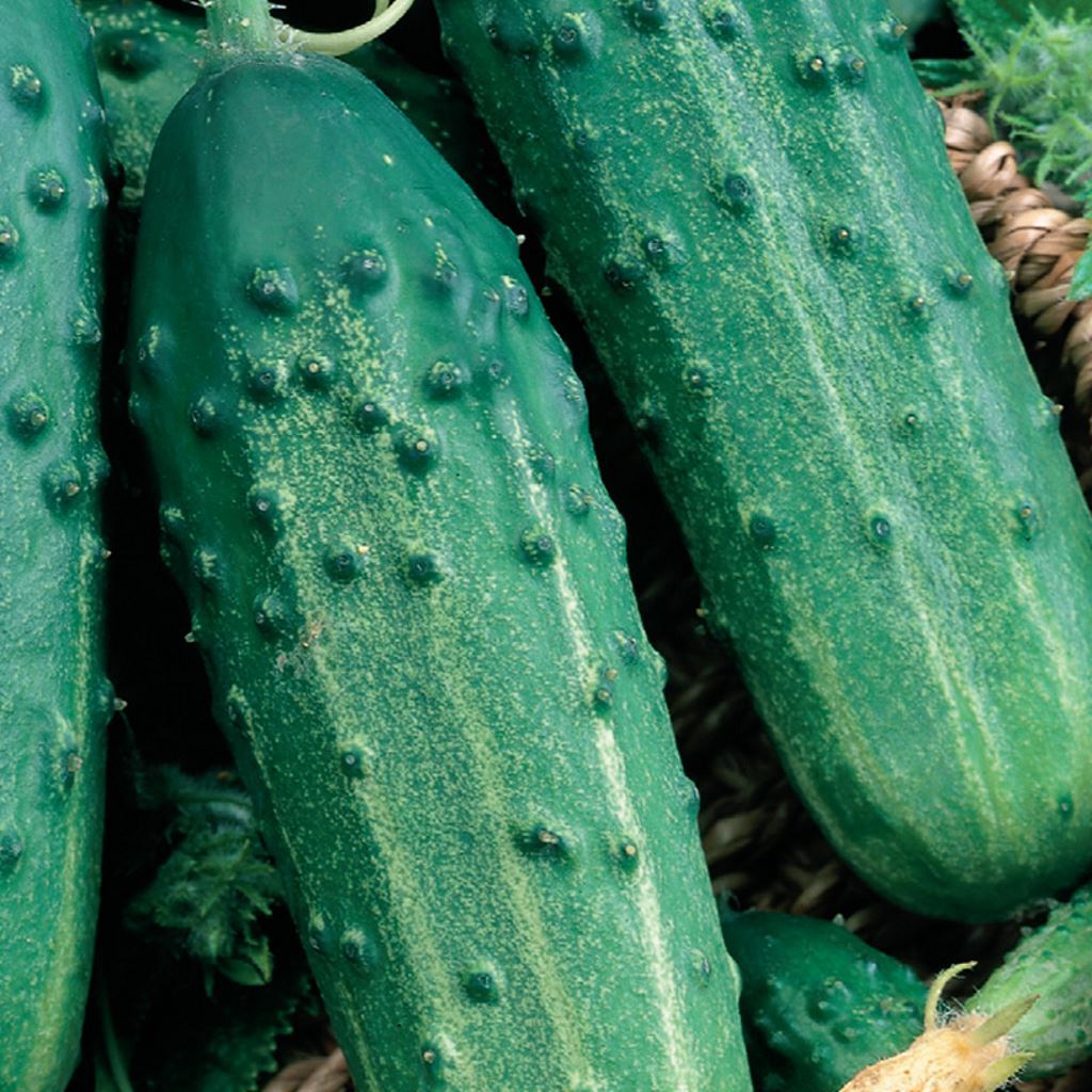 Organic Cucumber Seeds, Sumter