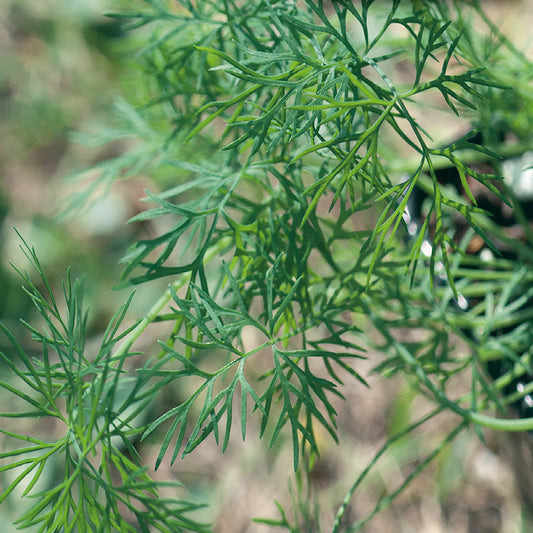 Close-up of fresh green dill leaves.