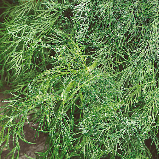 Compact, bushy plant with finely cut, dark green leaves.