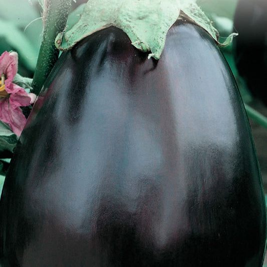 A close-up image of a ripe black eggplant with a glossy dark purple skin, still attached to its green stem.