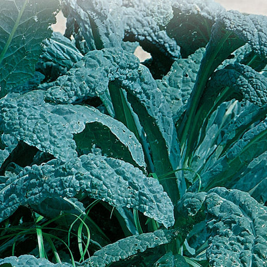 A close-up image of Lacinato kale leaves showing their dark blue-green color and embossed texture.