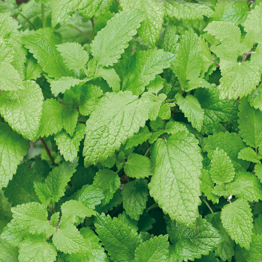A close-up image of Lemon Balm leaves showing their light green color and fragrant foliage.