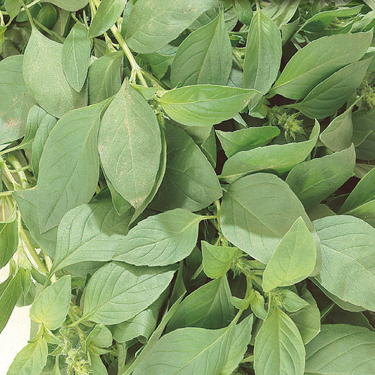 A close-up of lemon basil leaves showing their green color and texture.