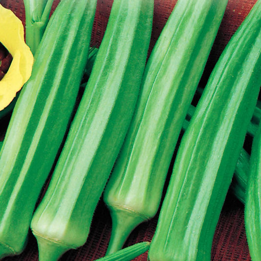 A group of green okra pods, Clemson Spineless, displayed on a surface.