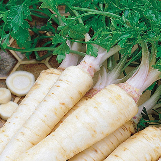 A group of white, parsnip-shaped roots with green parsley leaves attached, indicative of freshly harvested Hamburg Rooted Seeds.