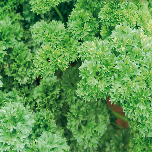 Close-up of vibrant green, moss-curled parsley leaves.