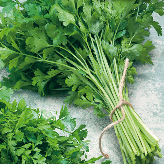 Bunch of fresh Italian parsley with flat leaves, bound by a twine.