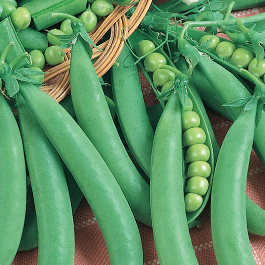A cluster of fresh green pea pods, some with peas visible inside, arranged on a surface.