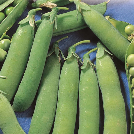 A collection of green pea pods, some with peas visible, on a blue background.