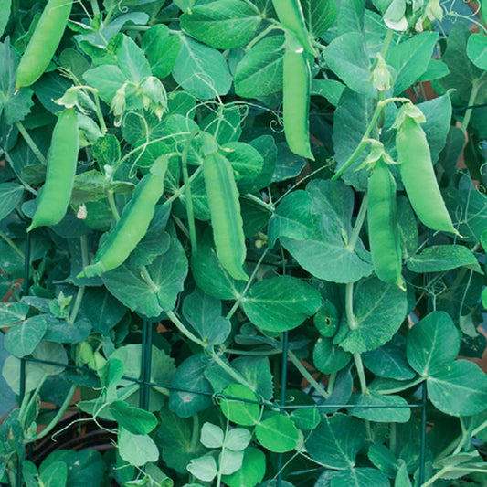 A lush green pea plant with mature pods ready for harvest.