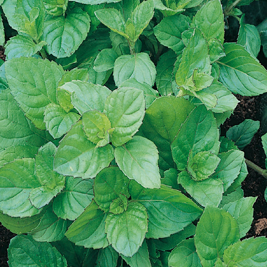A cluster of green peppermint leaves growing in soil.