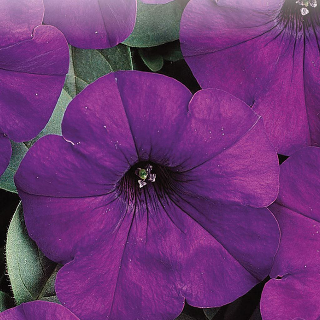 Petunia Seeds, Blue Easy Wave©