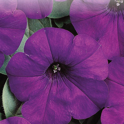 Petunia Seeds, Blue Easy Wave©
