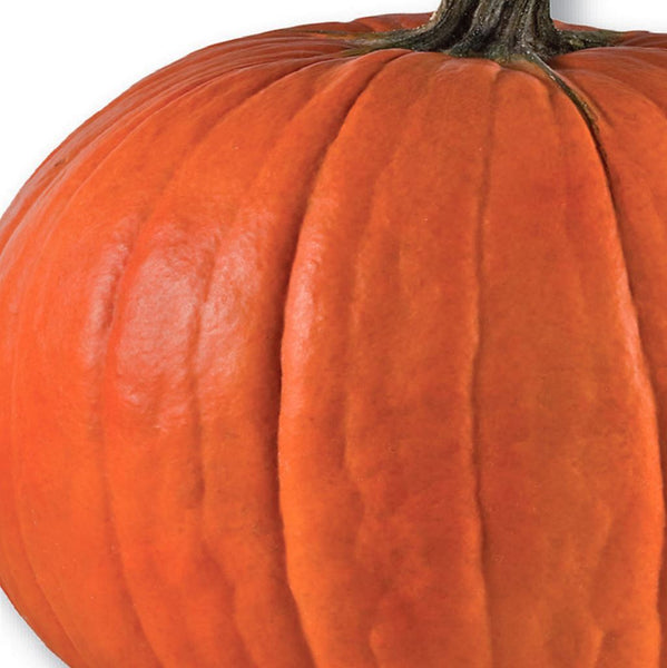 pumpkin-ez-gro-monster-