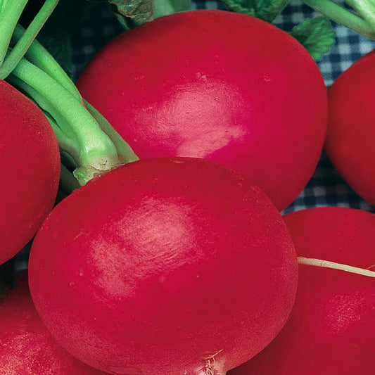 A close-up of several German Giant radish seeds with bright red outer skin and green stems, indicating they are ready for harvest.