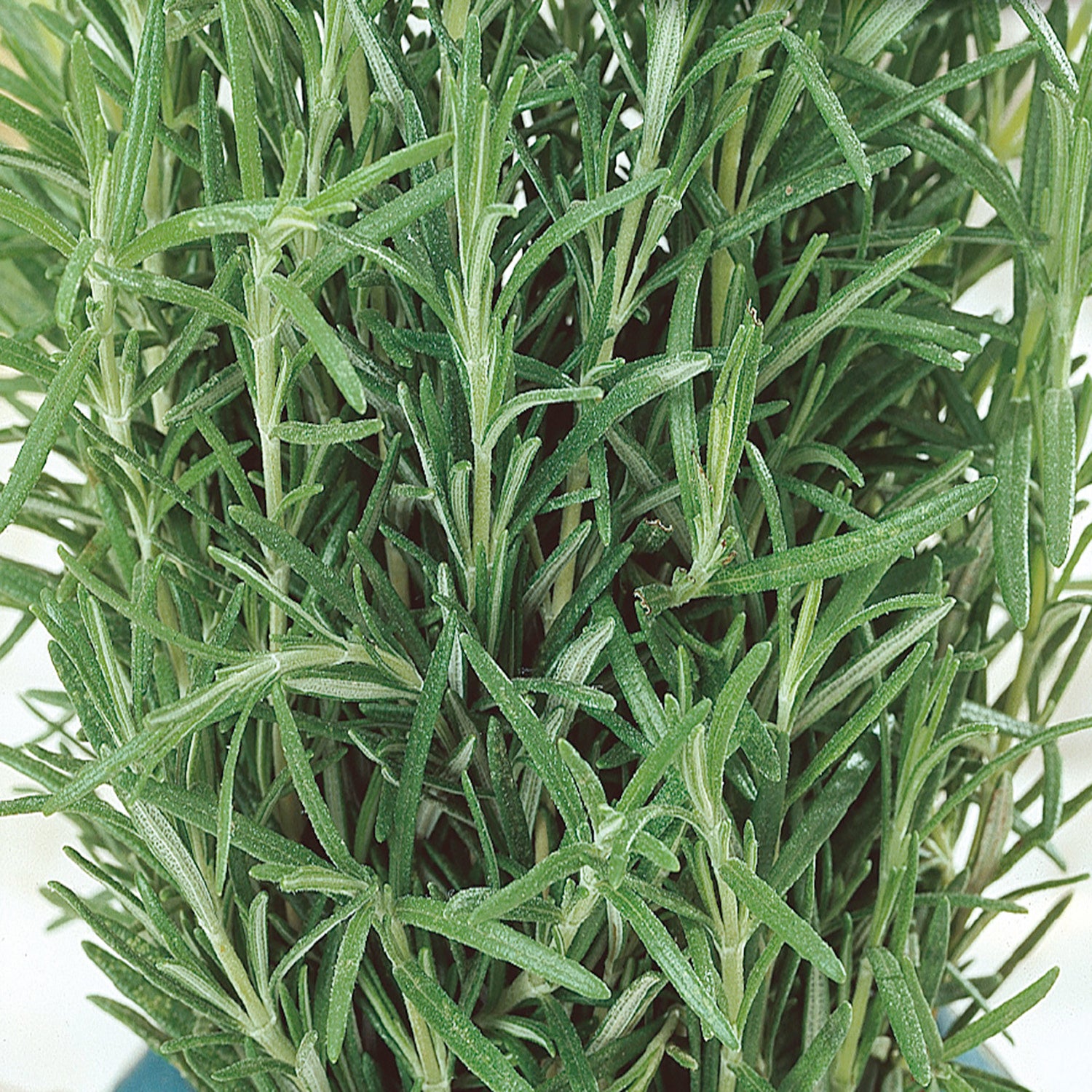 Rosemary Seeds